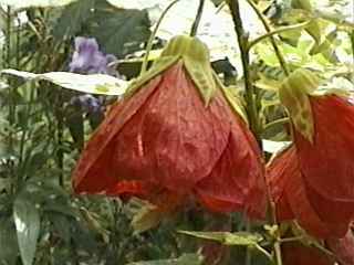 Abutilon 'Carrington Carol', flower