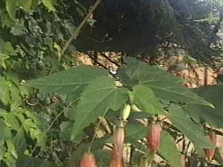 Abutilon 'Kentish Belle', foliage