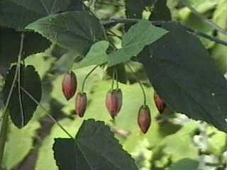 Abutilon 'Kentish Belle', flower buds