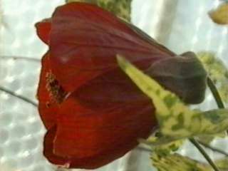 Abutilon 'Cannington Sally', flower