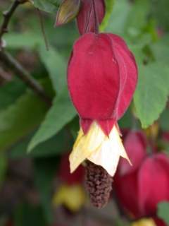 Abutilon megapotamicum, flower