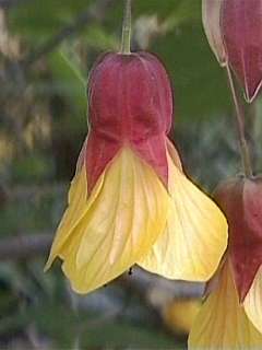 Abutilon 'Kentish Belle', flower