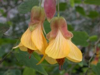 Abutilon 'Kentish Belle', flowers