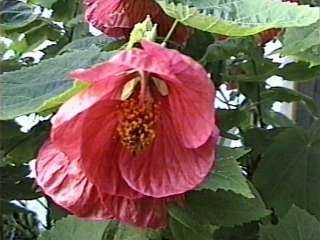 Abutilon 'Ashford Red', flower