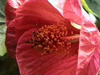 Abutilon 'Ashford Red', style