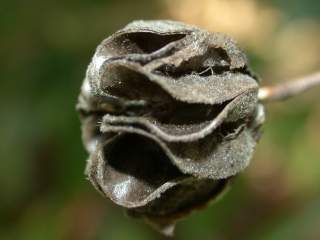 Abutilon 'Cynthia Pike', seed pod