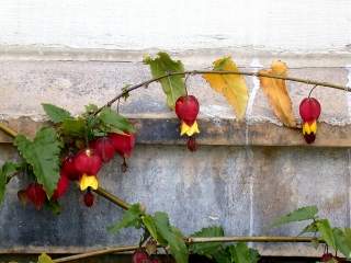 Abutilon megapotamicum, flowers