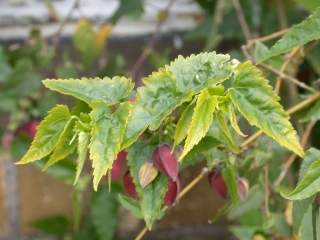 Abutilon megapotamicum, foliage