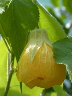 Abutilon 'Golden Fleece', flower