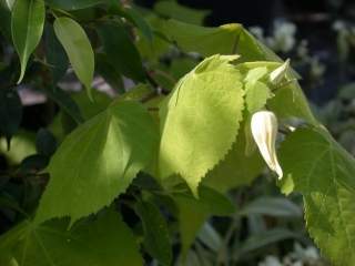 Abutilon 'Golden Fleece', foliage