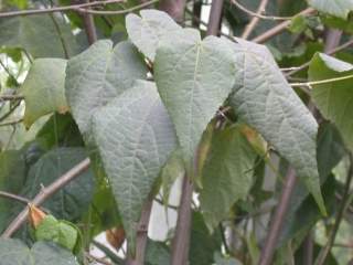 Abutilon 'Kentish Belle', foliage