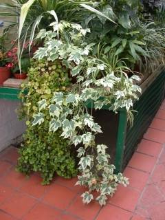 Abutilon x savitzii