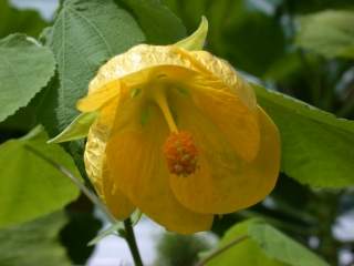 Abutilon 'Golden Fleece', foliage