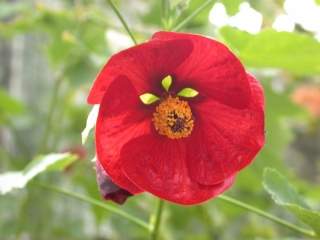 Abutilon hybridum, flower