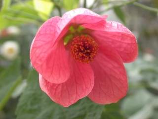 Abutilon hybridum, flower