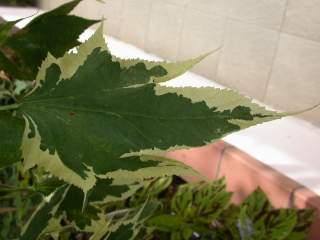 Abutilon cf 'Souvenir de Bonn', leaf