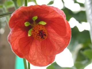 Abutilon cf 'Souvenir de Bonn', flower