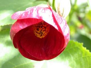 Abutilon 'Nabob', flower