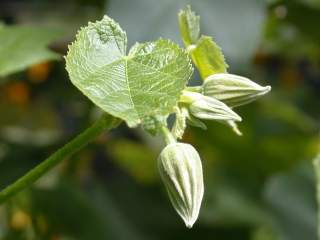 Abutilon 'Nabob', flower buds