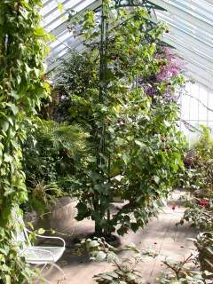 Abutilon 'Nabob', in flower