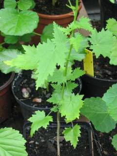 Abutilon indicum, flower