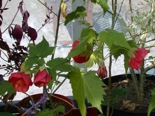 Abutilon 'Red Bell', flowers