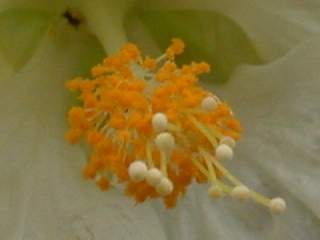 Abutilon 'Bella', androecium and gynoecium