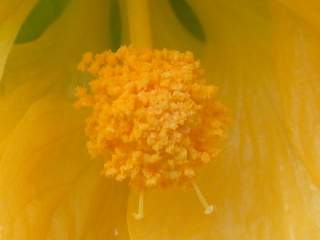 Abutilon 'Canary Bird', androecium and gynoecium