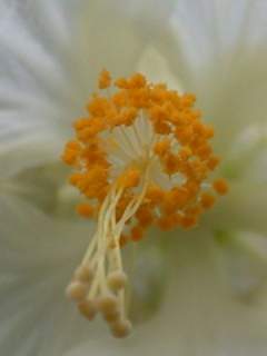 Abutilon 'Bella'! styles and stamens