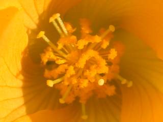 Abutilon indiicum, eye of flower