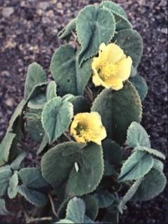 Abutilon indicum, in flower
