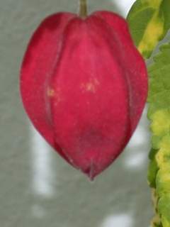 Abutilon megapotamicum 'Variegatum', bud