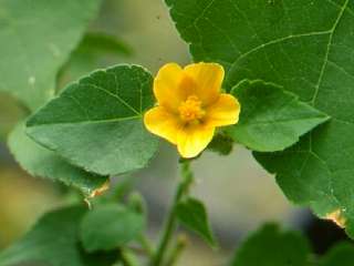 Abutilon theophrasti, flower and pair of leaves