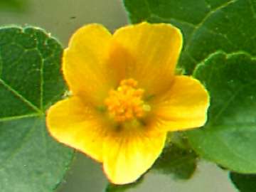 Abutilon theophrasti, flower