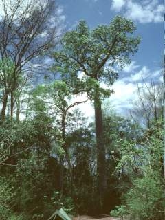 Adansonia species