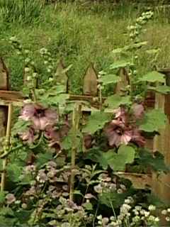 Alcea rosea, pink, in flower