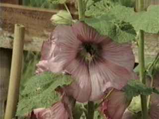 Alcea rosea, pink, flower