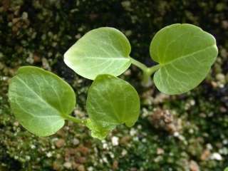 Alcea rosea, seed leaves