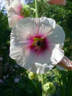 Alcea rosea, flower