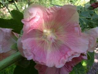 Alcea rosea, flower