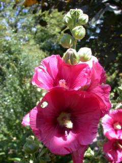 Alcea rosea, flower