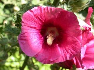 Alcea rosea, flower