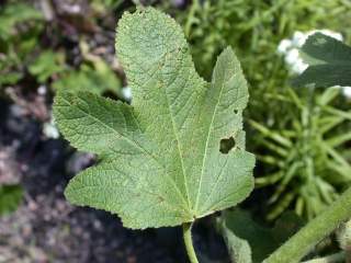 Alcea rosea, leaf