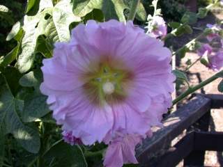 Alcea rosea, flower