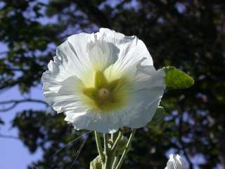 Alcea rosea, flower