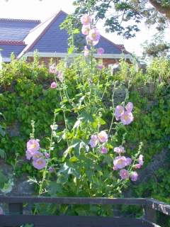 Alcea rosea, in flower