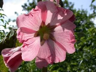 Alcea rosea, flower