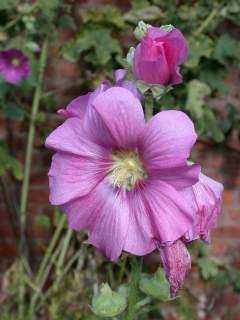 Alcea rosea , flower (pink)