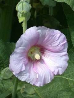 Alcea rosea , flower (pale pink)