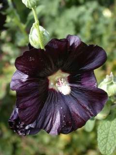 Alcea rosea , flower (deep maroon)